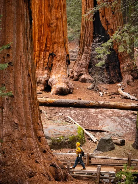 I Found Apple’s Latest “Sequoia” Wallpaper IRL in California