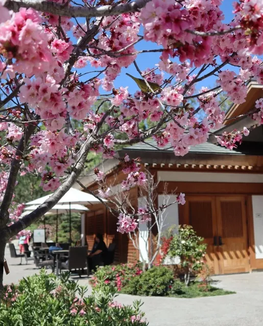 🌸 Complete Guide to the Balboa Park Cherry Blossom Festival 🌸