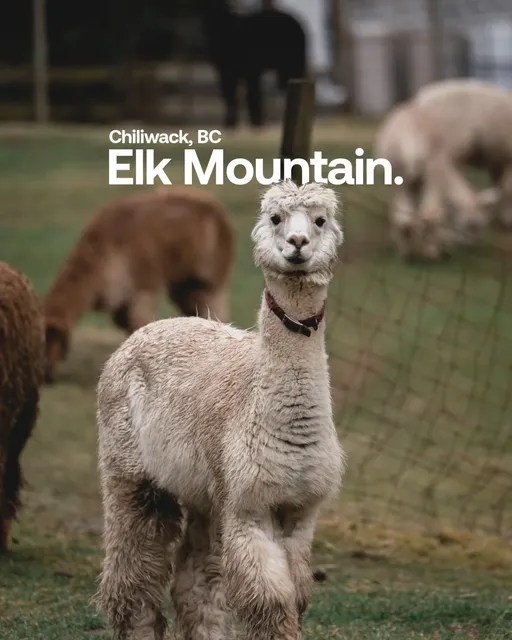 Chilliwack's Elk Mountain | Vancouver's Secret Wilderness Paradise 🏔️