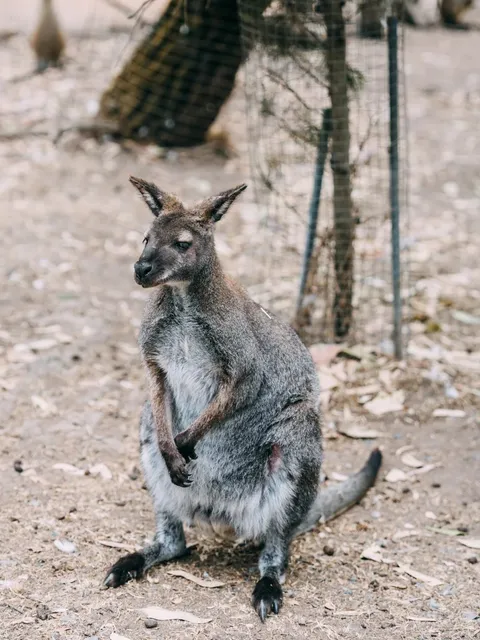  Come to Adelaide in Autumn – Charming Towns 🍁 + Cuddle a Koala! 🐨