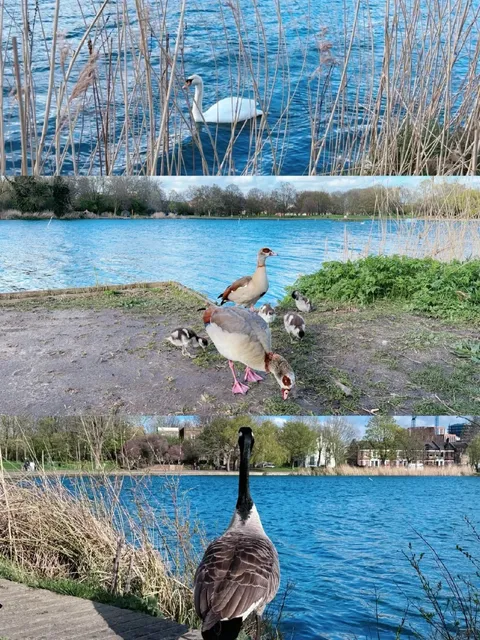 London | Burgess Park: A Park for Goose-Watching, Pigeon-Feeding, Duck-Chasing, and Fishing 🌞🌳
