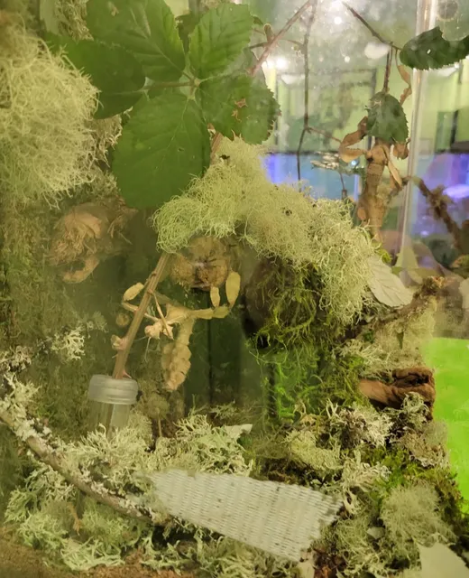 Victoria Downtown with Kids: Bug Zoo & Quick Stops  