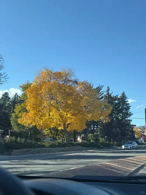 Bay Area Worker Bee’s 🍁 Autumn Weekend Escape in Denver