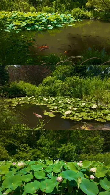 Washington DC: Best Lotus Flower Viewing Spots Near You! 🪷✨