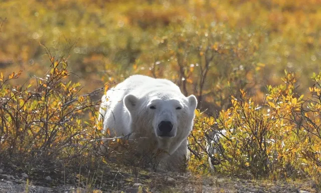 Churchill Polar Bears + Aurora Trip Invite!