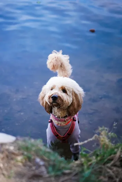 Great Weekend Spot in LA to Bring Your Dog! 🐾