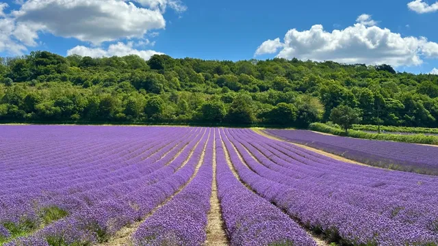 🇬🇧 Lavender Fields at Castle Farm (Near London)