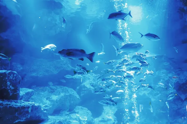 Tokyo Skytree & Sumida Aquarium 🌆