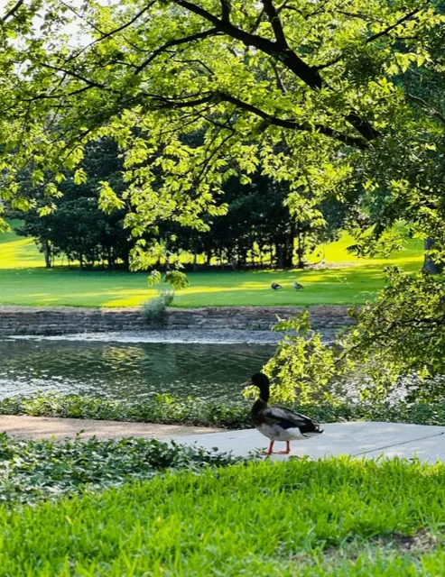 Dallas Teddy Bear Lakeside Park ❤️ A Refined Free Urban Park