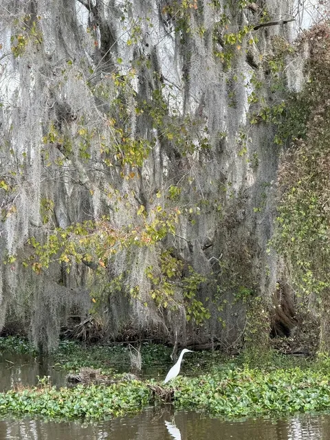 NOLA is Perfect for Every Soul Who Loves Jazz & Food 