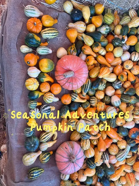 🍊OC Halloween 🇺🇸 Pumpkin Patch in Costa Mesa