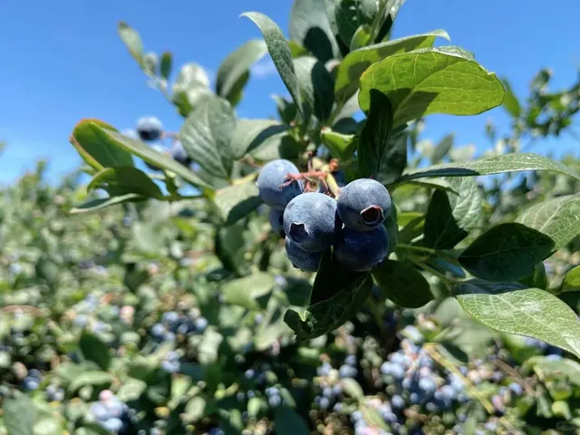 Blueberry Picking Near the Bay Area