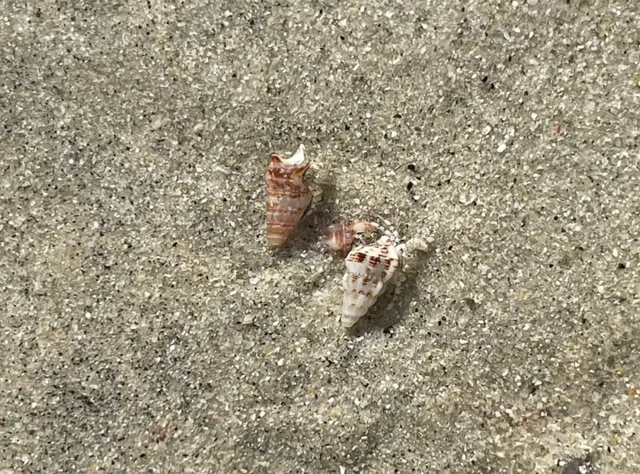 Hidden Gem Beaches Near Olbia, Sardinia 🌊