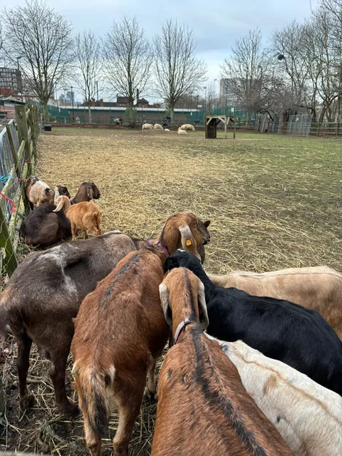 A Little Farm in the Heart of London | Where to Go on the Weekend