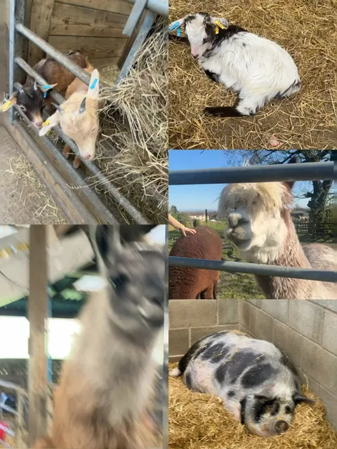 Day Trip from Manchester | Smithills Open Farm 🐰🌿  