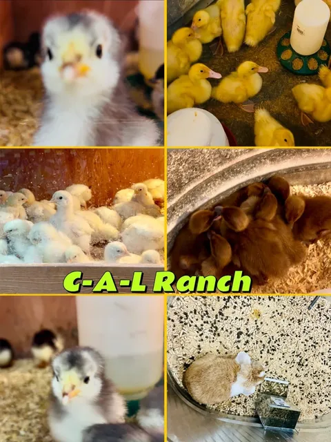 Salt Lake City C-A-L Ranch – Adorable Little Creatures 💕🐥