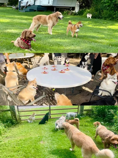 New York Doggos’ Exclusive Getaway | No Rules for Pups