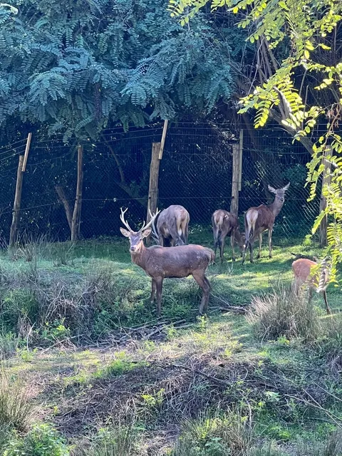 🦌🌳 Day Out in Turin | Visiting Deer at Parco La Rocca 🌳🦌
