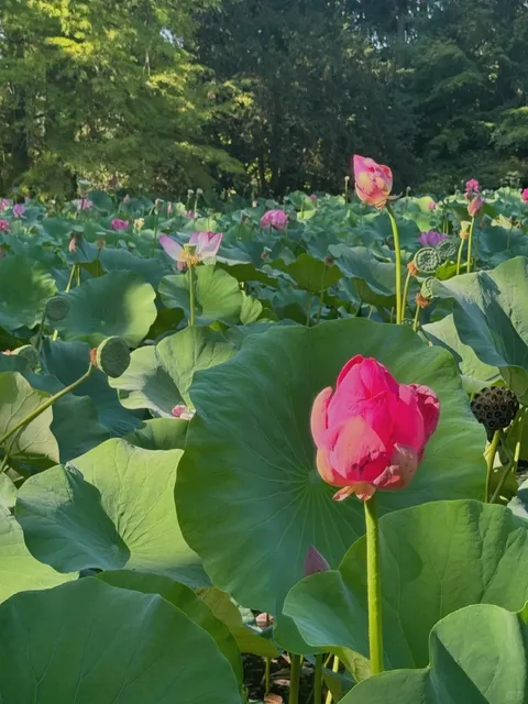 🇭🇺 Szeged, Hungary | Add to Your July Must-Visit List! 🪷