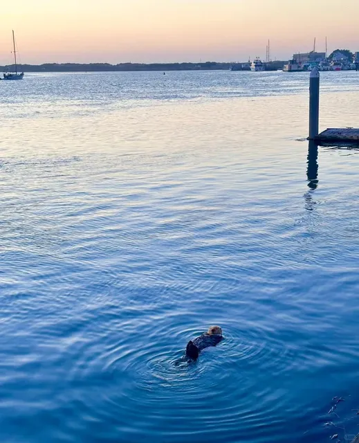 Ultimate Pacific-Coast Road-Trip Playbook（2）