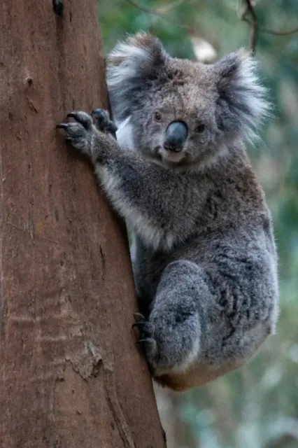 Great Ocean Road, Melbourne❗️