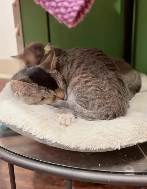 Dallas Exploration 🐱 | Playing with Cats is So Much Fun!