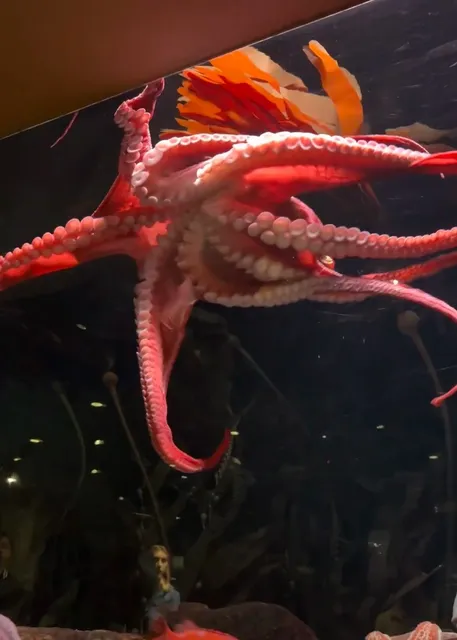 Largest Aquarium in North America｜Georgia Aquarium Swim with Whales 🐠