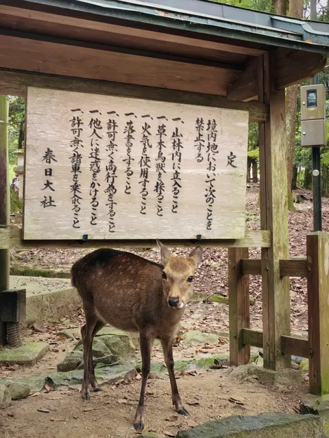 🦌One-Day Nara Tour (2😎)