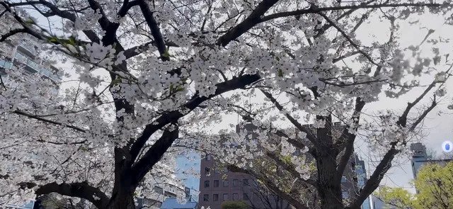 Osaka Cherry Blossoms: So Beautiful! Recommend Horie Park! 🌸