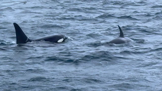 Tromsø All-in-One Adventure Guide