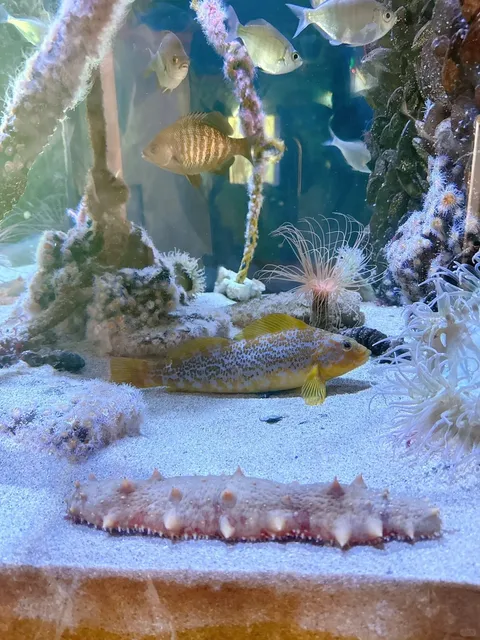 🐠 Holiday Kid-Friendly Recommendation: 🆓 Free Ocean Aquarium 🐠