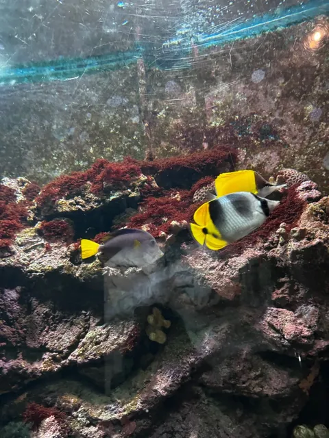 🇳🇿 Retro Town in New Zealand’s North Island | Napier