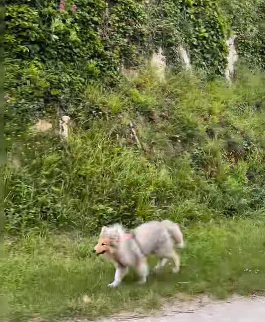 Paris Suburbs / ❣️ Spending a Day at Château Gaillard 