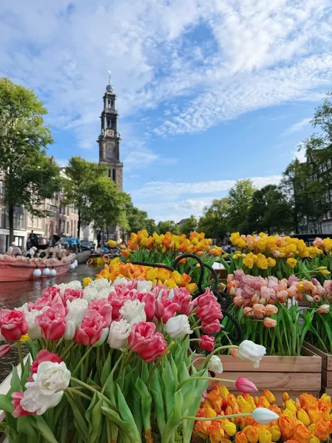 🇳🇱 Amsterdam’s Tulip Boat Cruise: A Floating Fairytale 🌷