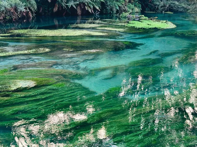 🇳🇿 Blue Spring REOPENED! 🚨 Must Choose the RIGHT Entrance