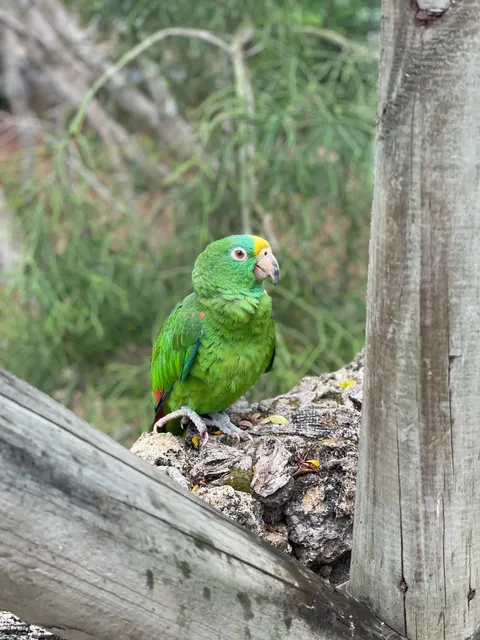 Self-Drive to Cartagena's Bird Park 🚗🐦