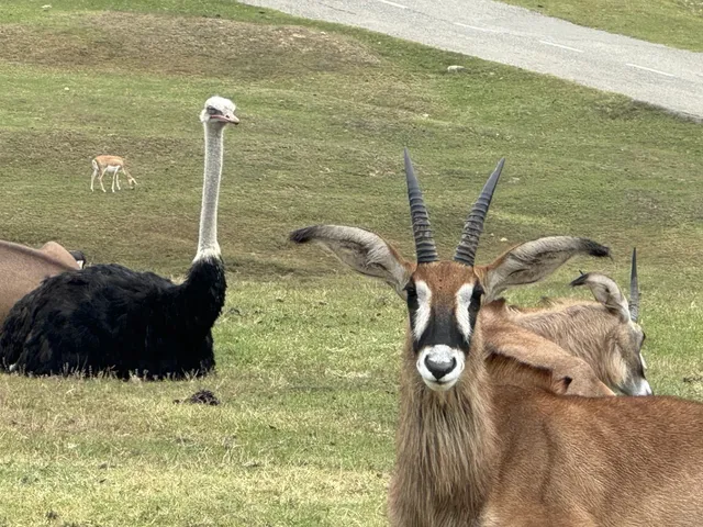 Milan's Surrounding Safari Zoo is Really Fun!! 🚗🦒