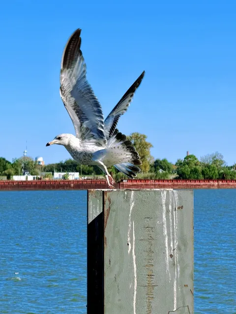 Spent Thanksgiving in New Orleans This Year! 🦃🎷