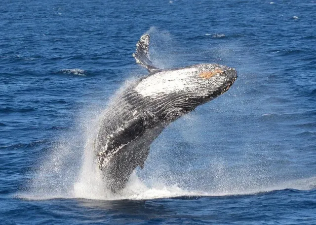 🐋 Whale Watching Tour from Long Beach, LA – 50% OFF Limited Time! 🌊