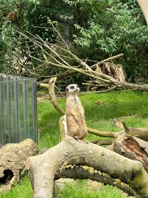 Cologne Zoo:Animal Lover's Paradise🦁🌿