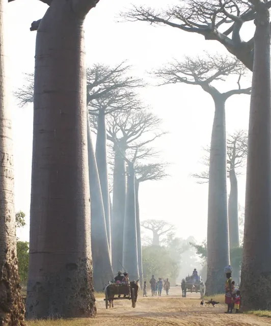 Meet Lemurs·Sunset at Avenue of Baobabs·Reptile Paradise 🌴