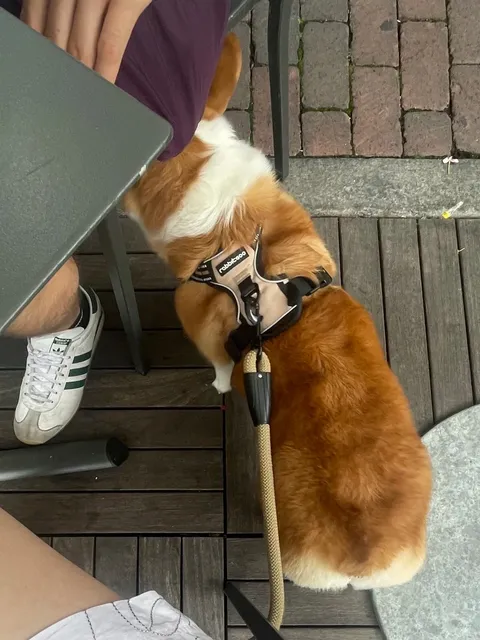 Cincinnati Tacos | Bakersfield 🌮✨