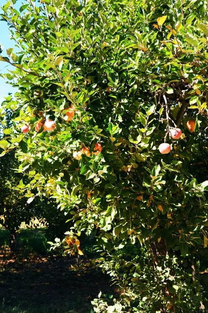 🍂 LA Hiking | The Secret to Autumn Happiness – Just Go Outside! 🍁