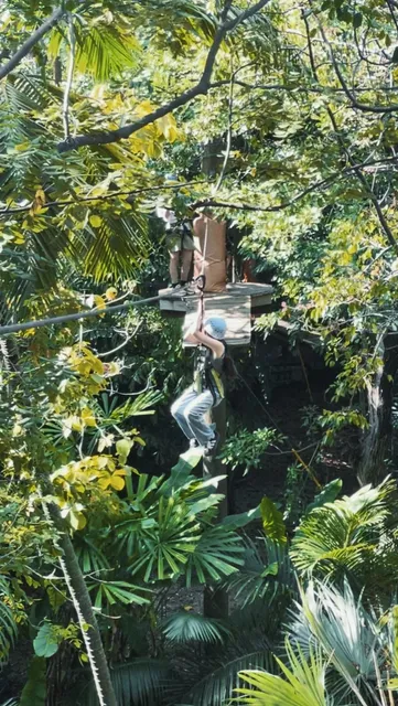 Miami Jungle Adventure: Treetop Challenge - Are You Ready?