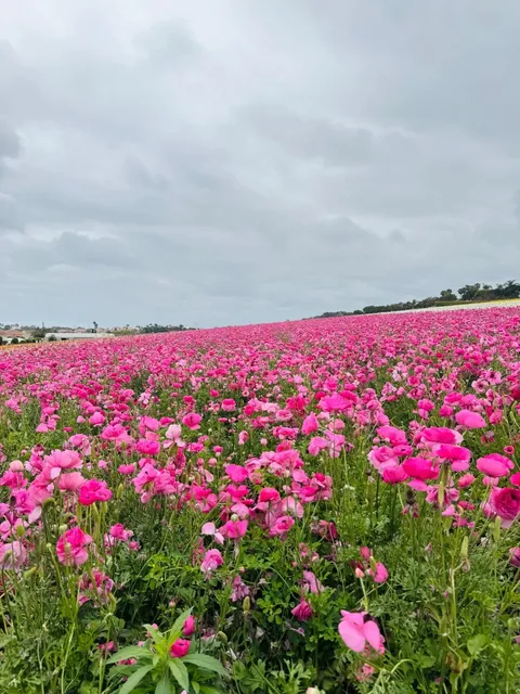🌺 A Sea of Flowers in San Diego! | Step Into a Spring Painting 🎨🌼