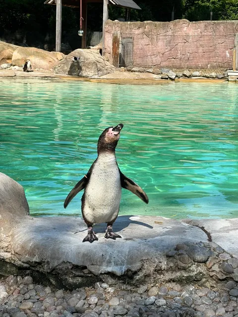 Who hasn’t gone to London Zoo