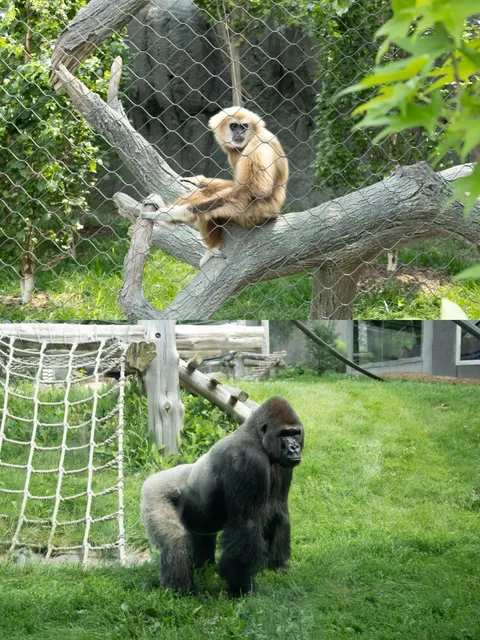 Omaha Zoo Adventure: A Whirlwind Day Trip! 🦁🌿