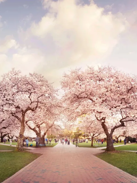 In Seattle, Embrace a Romantic Cherry Blossom Rendezvous