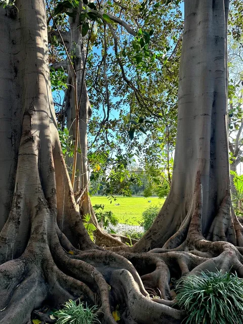 📍LA’s Hidden Gem of World Culture｜The Huntington Library