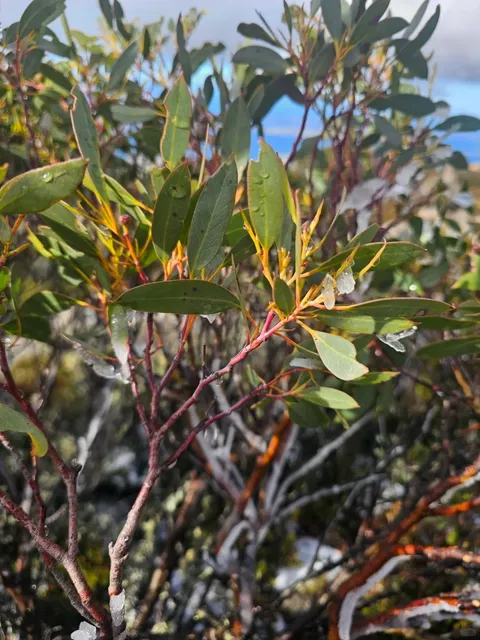 ❄️ Mount Wellington Snow Adventure + Ultimate Guide 🏔️